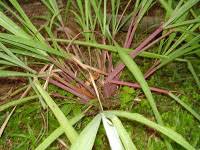 Kaedah rawatan tradisional ini akan dirangkumi secara terperinci di dalam artikel lain nanti. Rawatan Batu Karang