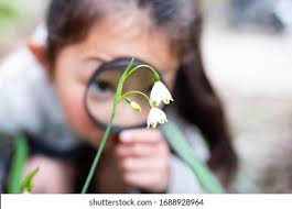 533+ Thousand White Lily Garden Royalty-Free Images, Stock Photos &  Pictures