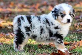 J B Mini Aussies Miniature Australian Shepherd Breeder Puppies Miniature Australian Shepherd Aussie Puppies Aussie Dogs
