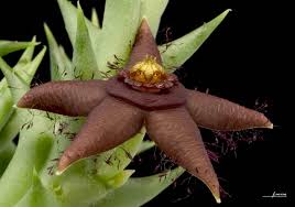 Image result for Orbea semota