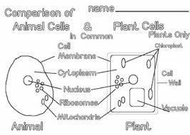 16 x 12 x 1 identification key card included greatly enlarged chloroplast. Art Is Animal And Plant Cells 4 Pages Scientific Diagram And Vocabulary Plant Cell Plant Cell Drawing Vocabulary