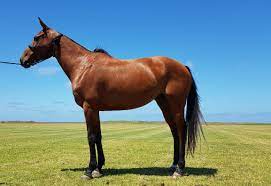 Horse,complete details about horse provided by horse in argentina. Horses Argentina Polo Academy