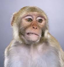 24 Jill Greenberg ideas