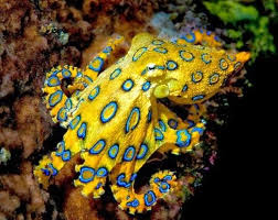 Aveek Blogs The Blue Ringed Octopus Octopus Facts Deadly Creatures Poisonous Animals