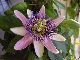 Passiflora X Belotii Perfume Passion Passion Flower Passionflower