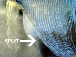 The truth is your betta may just be suffering from fin rot. Fin Rot And Fin Loss Fish Care