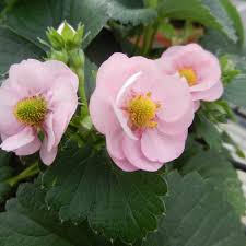 The cindy margurita strawberry and basal : Berried Treasure Pink Strawberry Fragaria Ananassa Proven Winners