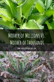 Pin On Featured Succulent Plants