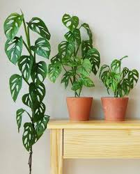 Monstera Adansonii Houseplant Care Guide That Planty Life In 2020 House Plant Care House Plants Decor Plants