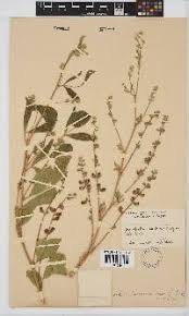 Image result for Neorautanenia mitis