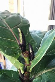 Asking for help, clarification, or responding to other answers. Three Ways To Encourage A Fiddle Leaf Fig To Branch Pruning Notching Pinching Dossier Blog