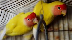 What are the best birds to have as pets? Pet Shop Near Me Birds Online