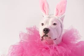 Take a peek, then tell us your favorite at the end! Female Dog Names 45 Ideas In Pop Culture Disney And Good Girls