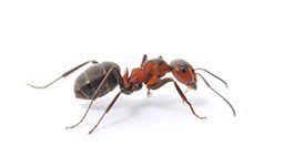 Contact our experts today for pest control services! Pest Control Services Strand Termite Pest Control Ocean Isle Beach Nc