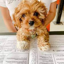On average, the cavapoo puppy will mature to between 10 and 15 pounds. Cavapoo Puppy For Sale Home Facebook