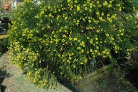 Image result for Euryops virgineus