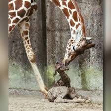 Baby Giraffe Welcomed At Memphis Zoo Being Hand Raised By Zookeepers Wsyx
