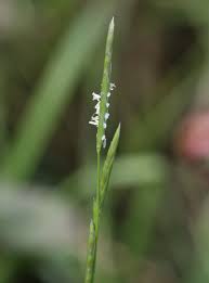 Image result for Glyceria fluitans