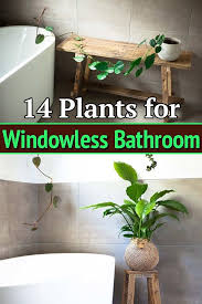 14 Plants For Windowless Bathroom In 2020 Best Bathroom Plants Bathroom Plants Decor Plants