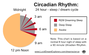 Sleep Dream Rem Circadian Rhythm Pie Chart Graph Sleep