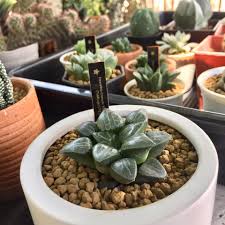 Christmas cacti are available in a wide array of colors including magenta, yellow, purple, white, pink, and orange. Wr Cam Plants Succulent Cactus Home Facebook