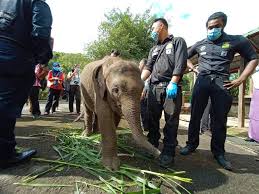 The 4.61m male whale shark carcass was found by a teacher three days ago, when jogging along the beach. Fgv Aids Rescue Mission And Provide Treatment Costs Of Injured Borneo Elephant In Sabah Fgv Holdings Berhad