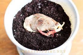 Fill a planting pot with potting soil. How To Grow Mango From Seed Easy Method Empress Of Dirt