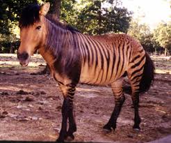 Zorse Zebra X Horse Zorse Rare Animals Animals