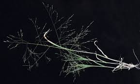 Image result for Panicum adenophorum