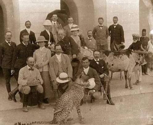 Cheetah used for hunting -India 1922 Cheetah cough leopard used for hunting India 1922