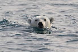 Les images d'un ours polaire épuisé et décharné qui parcourt des terres. Frederic Image Ours Polaire Plage