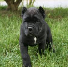 Our cane corso puppies for sale are powerful, courageous, and dignified companions. Pin On Puppies