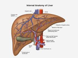 The liver is located in right hypochondrium region. Liver Location Anatomy Anatomy Drawing Diagram