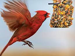 What Do Cardinals Eat How To Attract Cardinals Garden Bird Feeders Backyard Birds Bird