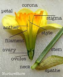 Learning About Daffodils Parts Of A Flower Daffodils Plant Science