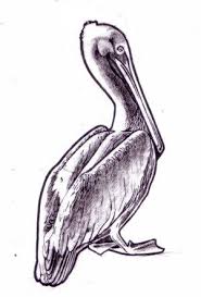 Free Printable Pelican Illustration Pelican Art Bird Drawings Bird Art
