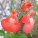 Image result for Salvia stenophylla