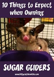 10 Things To Expect When Owning Sugar Gliders Savvy Pet Care Sugar Glider Pet Sugar Glider Sugar Glider Toys