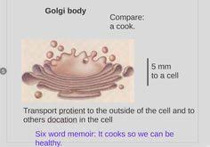 Trillions of cells, organized across an array of spatial scales and a multitude of functional states, contribute to a symphony of petryszak, r. 17 Best Cell Analogy Projects 2014 Images Cell Analogy Animal Cell Projects