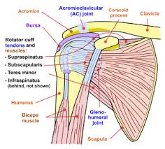 These muscles are grouped into the muscles of the thoracic cage and the muscles of the abdominal wall. Shoulder Problem Wikipedia