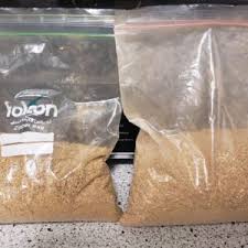 Image result for Tabernanthe elliptica