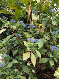 Image result for Hyparrhenia dichroa