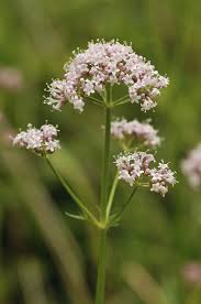 Image result for Valeriana capensis