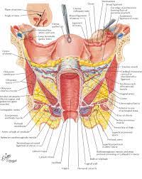 The female bony pelvis is divided into: Viscera Uterus Ranzcrpart1 Wiki Fandom