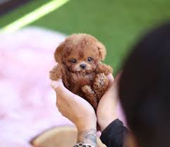 If you're certain you want to rescue a cockapoo then you have a number of options to try. Teacup Puppies For Sale Teacup Puppy Miniature Toy Dogs Foufou Puppies Toy Poodle Puppies Toy Dog Breeds Teacup Puppies For Sale
