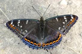 Image result for Limenitis populi