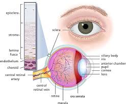 Image result for lesion sclera