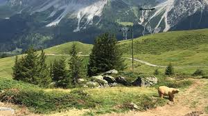 We did not find results for: Arosa Barenland Timo Versorgt Die Baren Mit Snacks Und Infostelen Weisen Besuchern Den Weg Burri