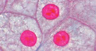 Maybe you would like to learn more about one of these? Slide Animal Cell Sec Flinn Scientific