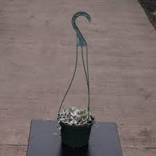 Image result for Ceropegia burchelliana